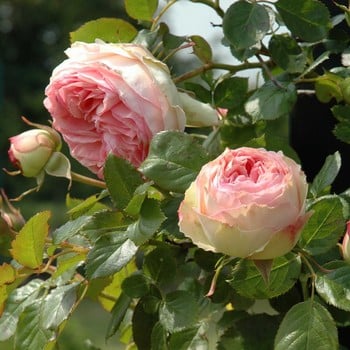 Eden Rose - Climbing Rose by Peter Beales