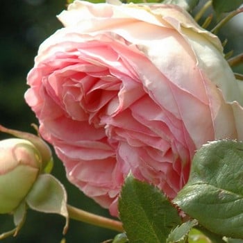 Eden Rose - Climbing Rose by Peter Beales