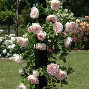 Eden Rose - Climbing Rose by Peter Beales