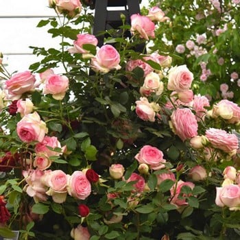 Eden Rose - Climbing Rose by Peter Beales