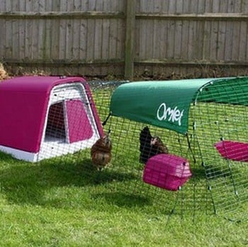 Eglu guinea pig hutch clearance