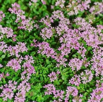 English Thyme - Organic Plant Packs