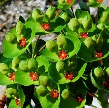 Euphorbia x martinii