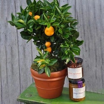 Extra Orange Gardeners Gift Set