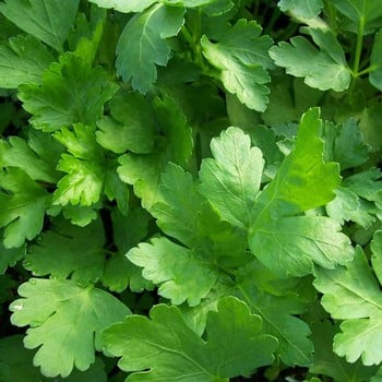 Flat Leaf Parsley (3 Plants) Organic Flat Leaf Parsley (3 Plants) Organic