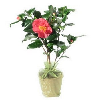 Flowering Camellia Plant Gift Flowering Camellia Plant Gift