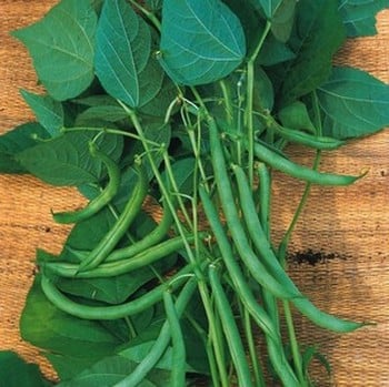 French Climbing Bean Blue Lake - Organic Plant Packs