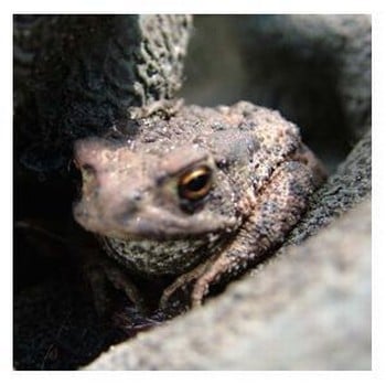 Frogitat - The Ceramic Frog and Toad House