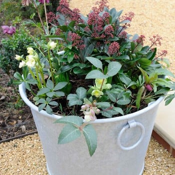 Galvanised Zinc Planters