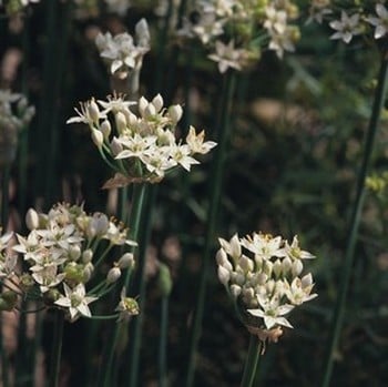 Garlic Chives - Organic Plant Packs