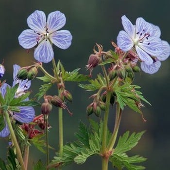 Geranium pratense Mrs Kendall Clark