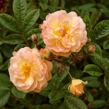 Ghislaine de Feligonde - Rambling Rose by Peter Beales