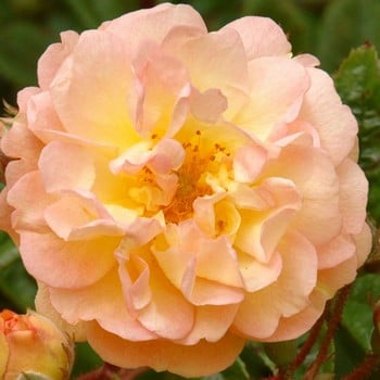 Ghislaine de Feligonde - Rambling Rose by Peter Beales