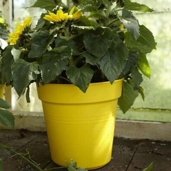 Giant Vegetable Planter Pots