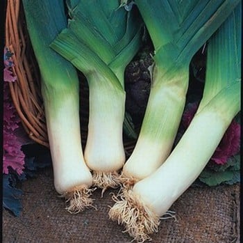 Giant Winter Leeks - Organic Plant Packs