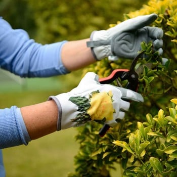Gold Leaf RHS Collection Ladies Gloves