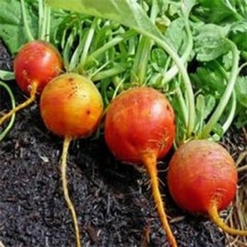 Golden Bolder Beetroot - Organic Plant Packs