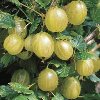 Gooseberry Hinnonmaki yellow
