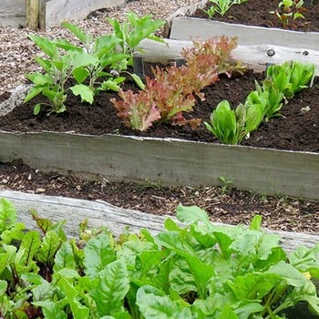 Gourmet Veg Patch