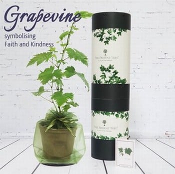 Grapevine Plant Gift