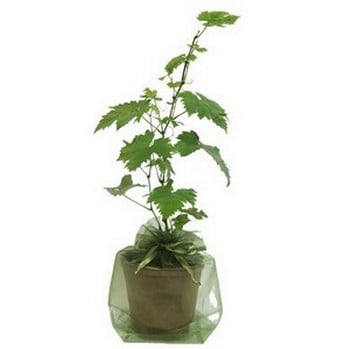 Grapevine Plant Gift