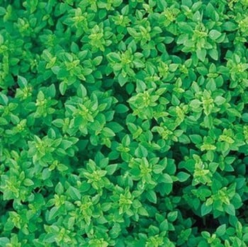 Greek Basil - Organic Plant Packs