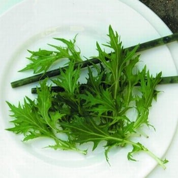 Green Mizuna - Organic Plant Packs Green Mizuna - Organic Plant Packs