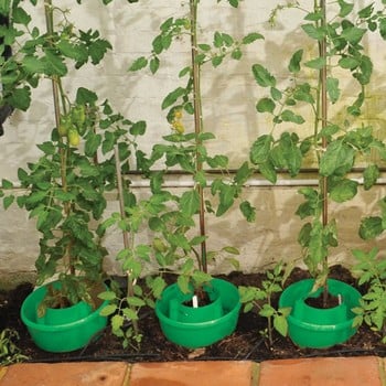 Green Plant Halos (set of 3)