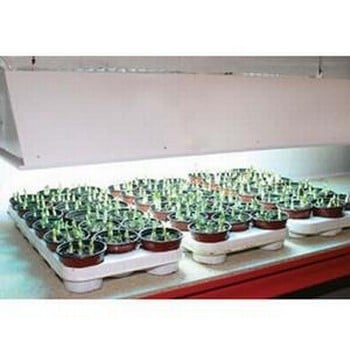 Grow Light Kit (Bulb Only)