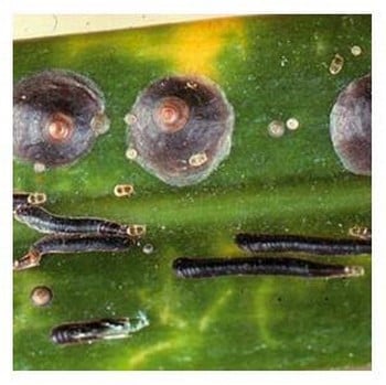 Hard Scale Insect Killer Pest Control - Harrod Horticultural