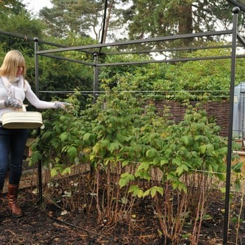 Harrod Autumn Raspberry Support Harrod Autumn Raspberry Support