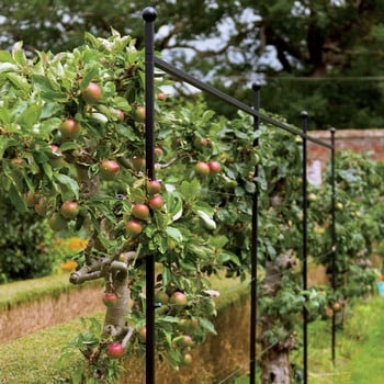 Harrod Espalier Growing Frame