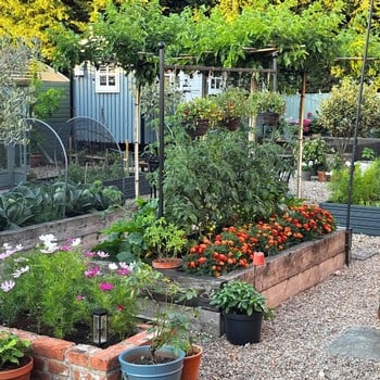 Harrod Espalier Growing Frame