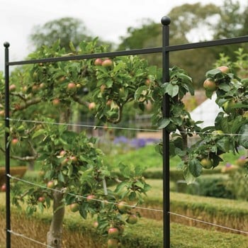 Harrod Espalier Growing Frame Harrod Espalier Growing Frame