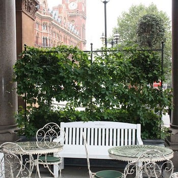 Harrod Espalier Growing Frame