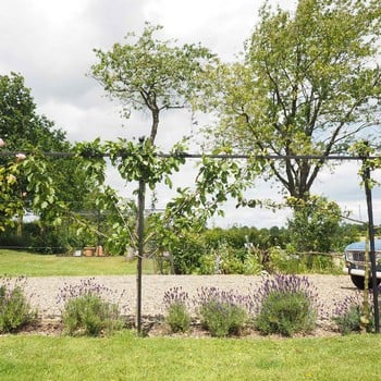 Harrod Espalier Growing Frame