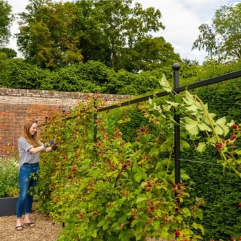 Harrod Espalier Growing Frame