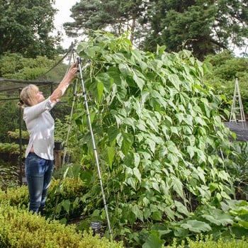 Harrod Slot & Lock® Bean & Pea Frames