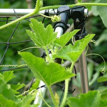 Harrod Slot & Lock® Squash/Cucumber Climbing Frame