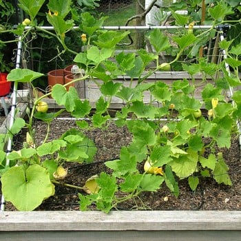 Harrod Slot & Lock® Squash/Cucumber Climbing Frame