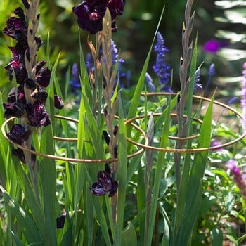 Harrod Spiral Plant Support