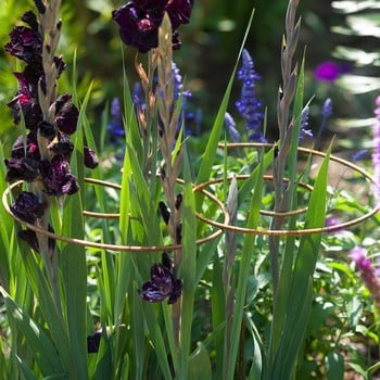 Harrod Spiral Plant Support