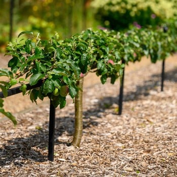 Harrod Step Over Support