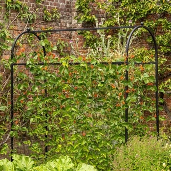 Harrod Superior Bean Frame