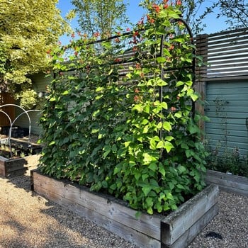 Harrod Superior Bean Frame