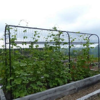 Harrod Superior Bean Frame