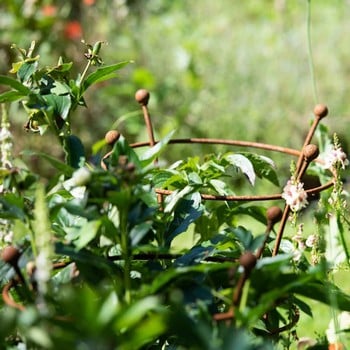 Harrod Trumpet Peony Plant Support - Rust