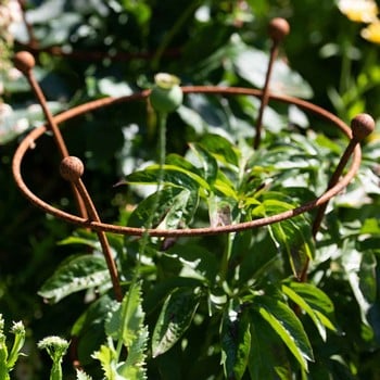 Harrod Trumpet Peony Plant Support - Rust