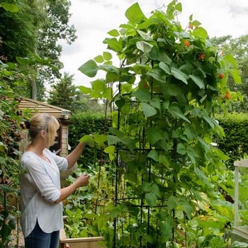 Harrod Wire Bean Columns Harrod Wire Bean Columns
