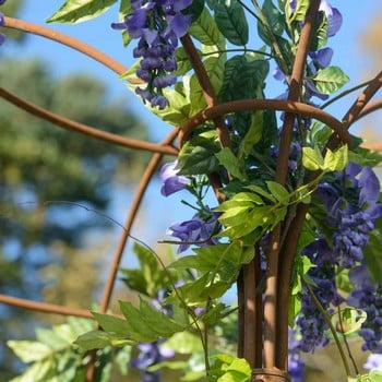 Harrod Wisteria Umbrella Support Frame